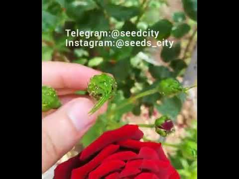 تصویری: شته غلات معمولی دوستدار گرما