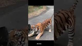 India leds a big population of tiger 🐯 #shrots #tiger