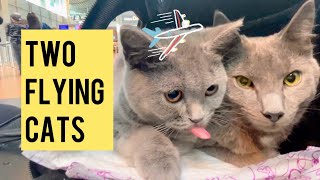 Flying with two cats in cabin | Austrian Airlines | ✈