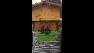 Wintering Honeybees Emerge for a Cleansing Flight, Warre Hive, Alberta, Canada
