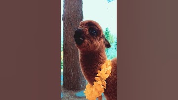 Alpaca💕😸 Cute Animals short #shorts #alpaca #alpacas #animals #nature #viralvideo