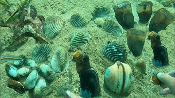 Trúng Bãi Sò Ốc, Bắt Một Chút Kiếm Vài Chục ký Hải Sản