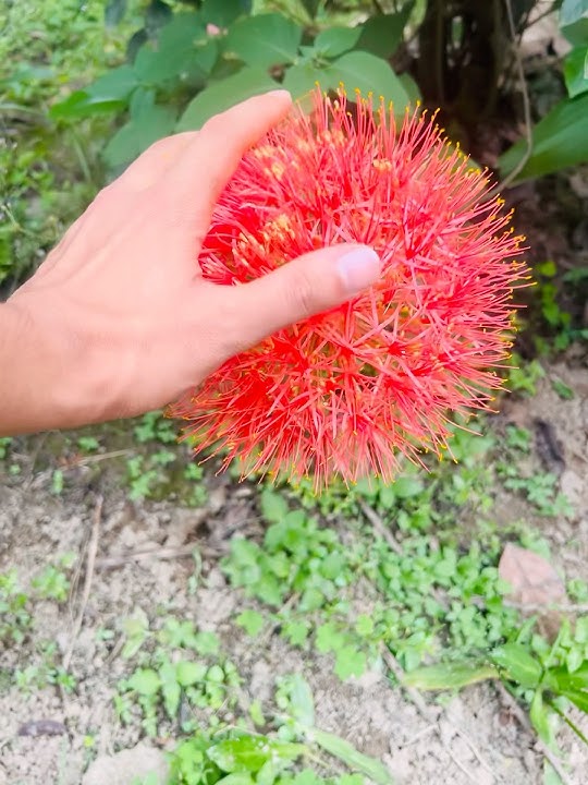 May flower. #mayflowers #nature #gardening #shorts  #housegarden #flowers #redflower #rose#song