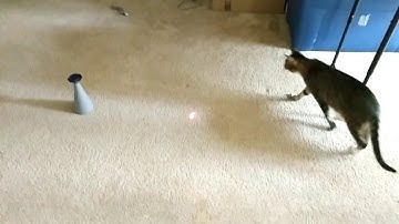 Friends Forever Interactive Cat Laser Toy - Product Review