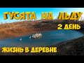 Гусята на льду.  2 день моей диеты . [Жизнь в деревне]