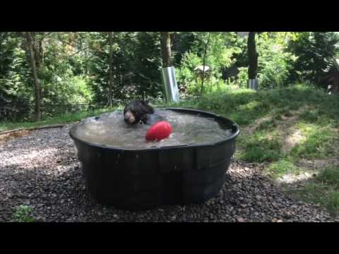 El oso que utiliza tina como ’jacuzzi’ para tomar un baño