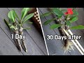 꽃기린 삽목방법♥ 30일이면 뿌리와 꽃이 자라요 ㅣ How to Propagate a Crown of Thorns Plant