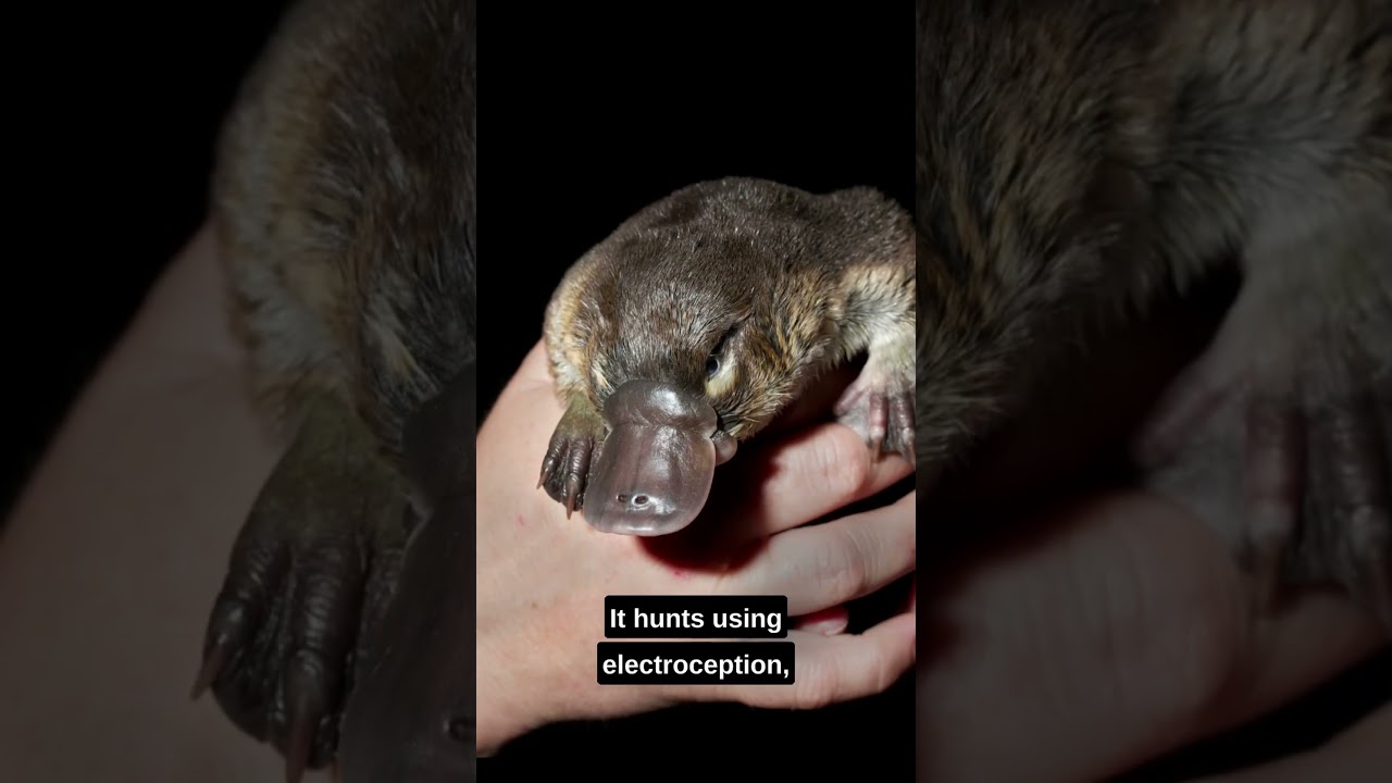 #Platypus #shorts #wildlife #animalsfacts #youtubeshorts
