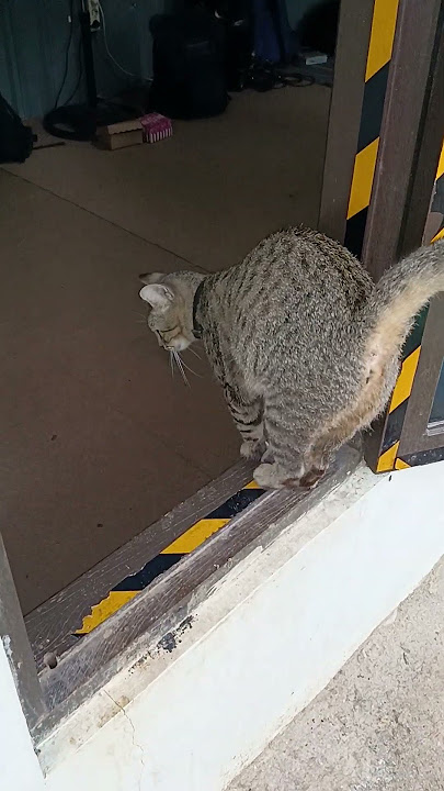 Hendak kemano nis😺
