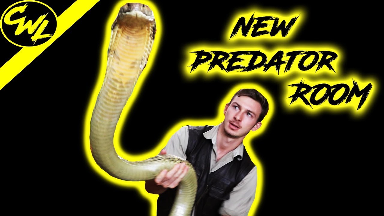 venomous reptiles crossword clue NEW VENOMOUS SNAKE ROOM!!