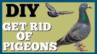 Pigeon Problem in Paradise? El Dorado Hills CA Home Invasion! by Zepol Labs Pest Control 300 views 9 months ago 2 minutes, 10 seconds