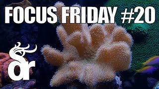 FF#20 | Keeping Soft Leather Corals in your Reef Tank