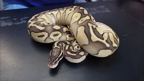 Breeding tips!!  ball python genetics made simple
