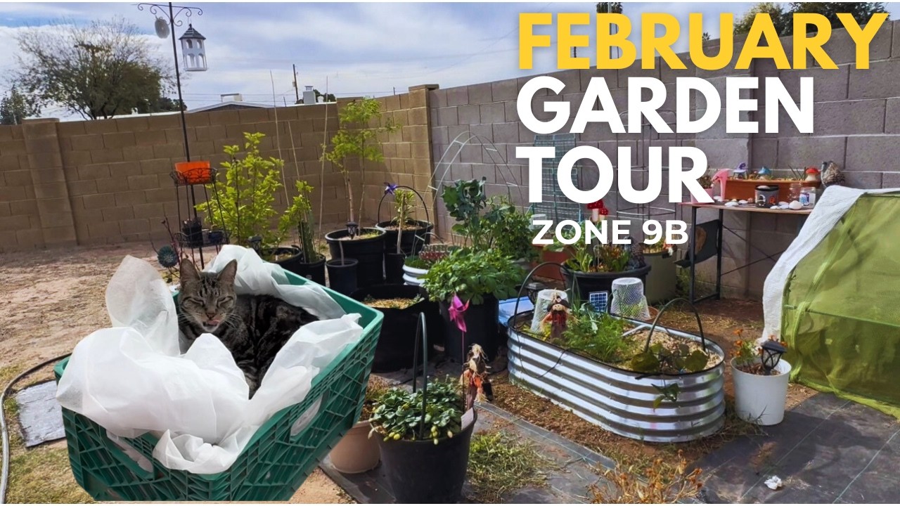 February Garden Tour 2026 | #arizona #gardening