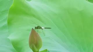 小荷才露尖尖角 早有蜻蜓立上头 