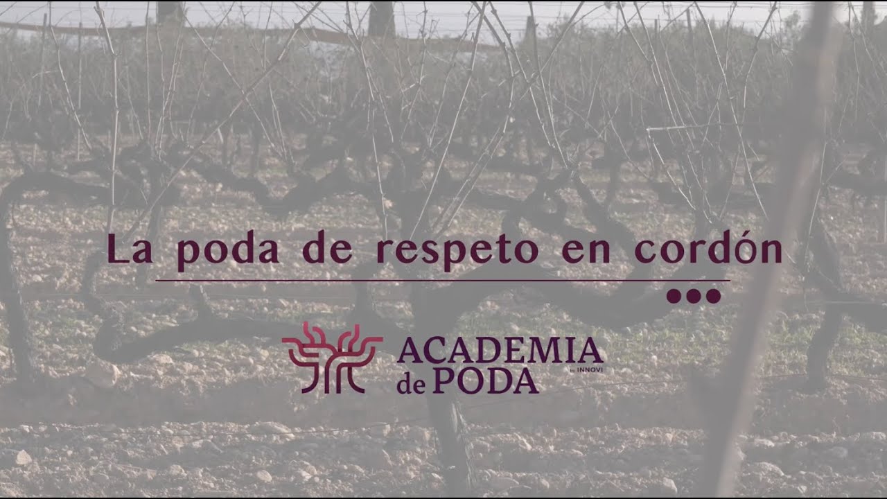 Poda de respeto en cordón 🌱  | Academia de poda
