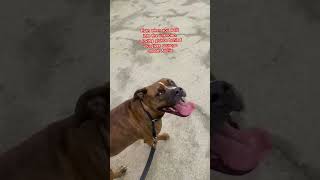 Nr.43.Love Turns Back❤️🦮 #pitbull #suflet #love #emotii #dragoste #pets #archie #giulia_art #dog screenshot 4