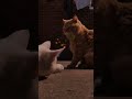 new short new cat mini vloge funny cats 😺😺😺