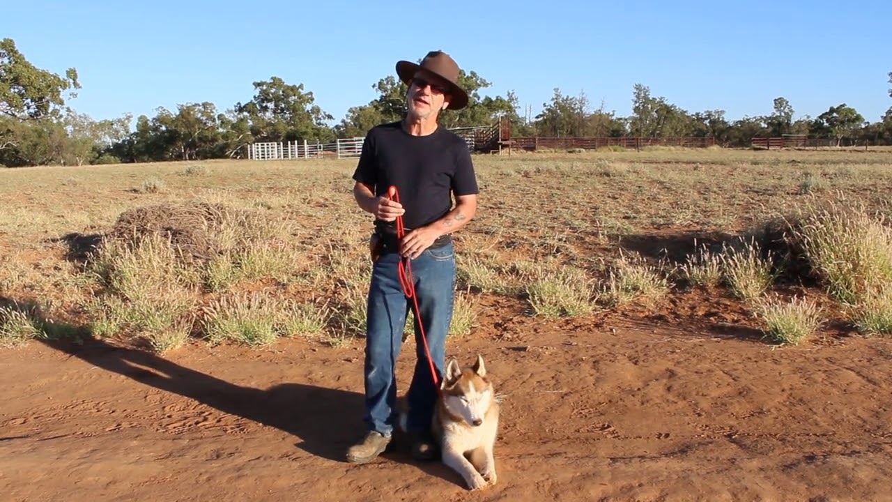 Stop Pulling And Basic Leash Techniques 08 Right Turn YouTube