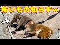 自分より大きな先輩に絡みに行くパンチの度胸が凄すぎる😅w