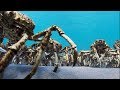 Army Of Spider Crabs Shed Their Shells | Blue Planet II