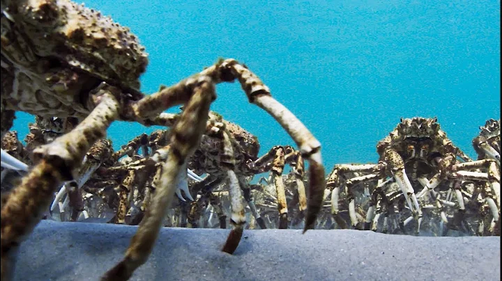 Army Of Spider Crabs Shed Their Shells | Blue Planet II