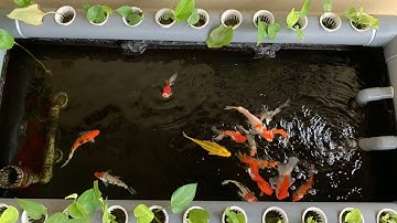 Hồ Cá Koi Làm Bằng Thùng Xốp Dễ Thương Nước Siêu Trong - Cá Rất Dạng Người. Hồ Em Sơn ở Bắc Ninh.