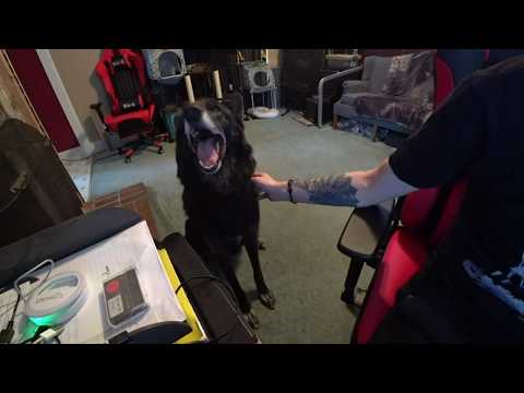 My Wolfdog Got The August 2018 Bullymake Box