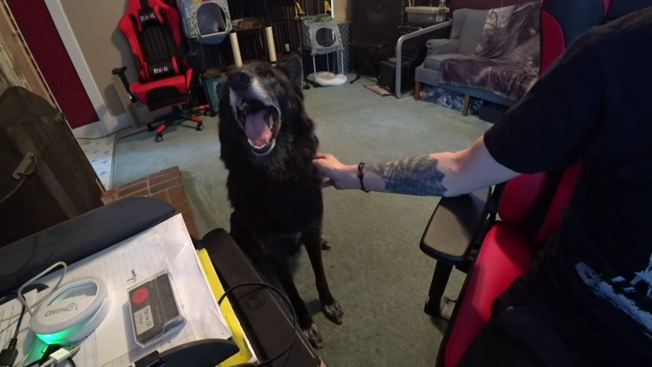 My Wolfdog got the August 2018 BullyMake Box