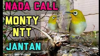 SUARA MONTY NTT JANTAN || NADA CALL MONTY JANTAN