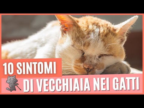 Video: Il tuo gattino è confuso? 4 segni di sindrome da disfunzione cognitiva