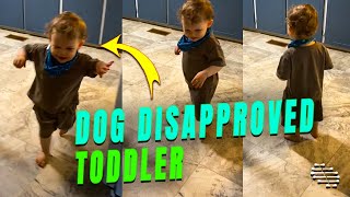 Dog Barked at Toddler While Trying to Sneak Up on It