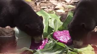 Sun bear and Ring-tailed lemur Enrichment at Bali Zoo