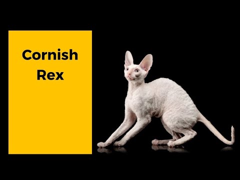 Vídeo: Cornish Rex: Descrição Da Raça Com Fotos, Caráter E Hábitos, Cuidados E Manutenção, Comentários De Proprietários De Gatos