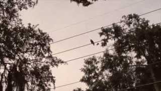 Celebrity Mockingbird Versus Hawk Wealth
