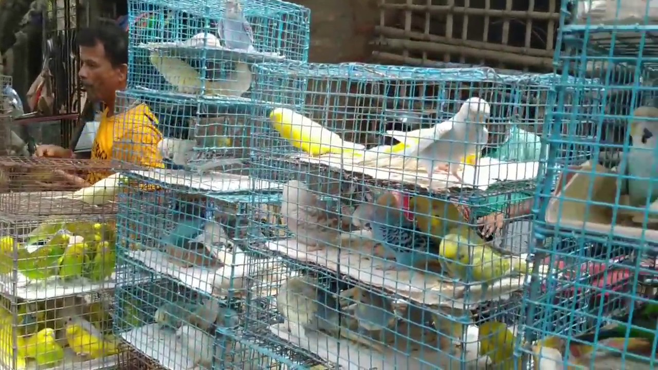 pet store visit gaillif street market