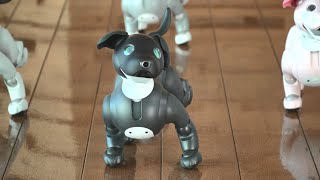 aibo エスプレッソ エディション | aibo