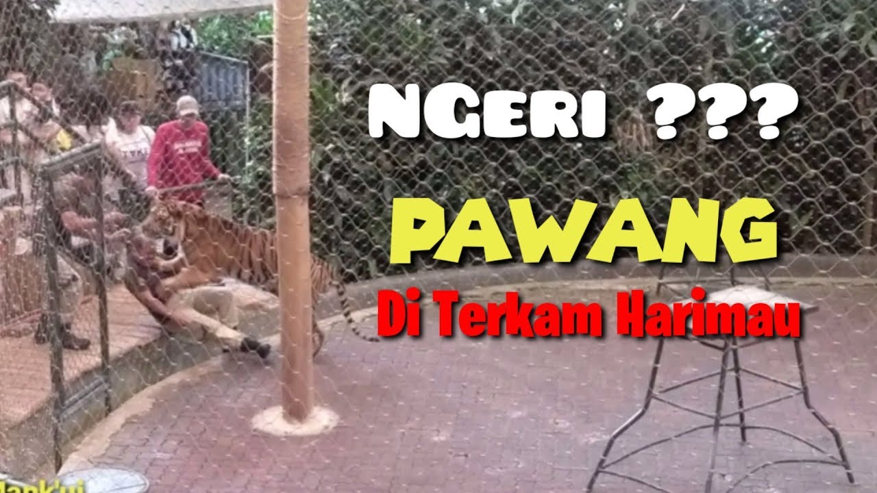 Pertunjukan harimau Sumatra di taman safari indoneasia ll Tiger show ll Mank'ui