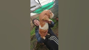 Thumbnail of Biggest Guinea pig in the world
