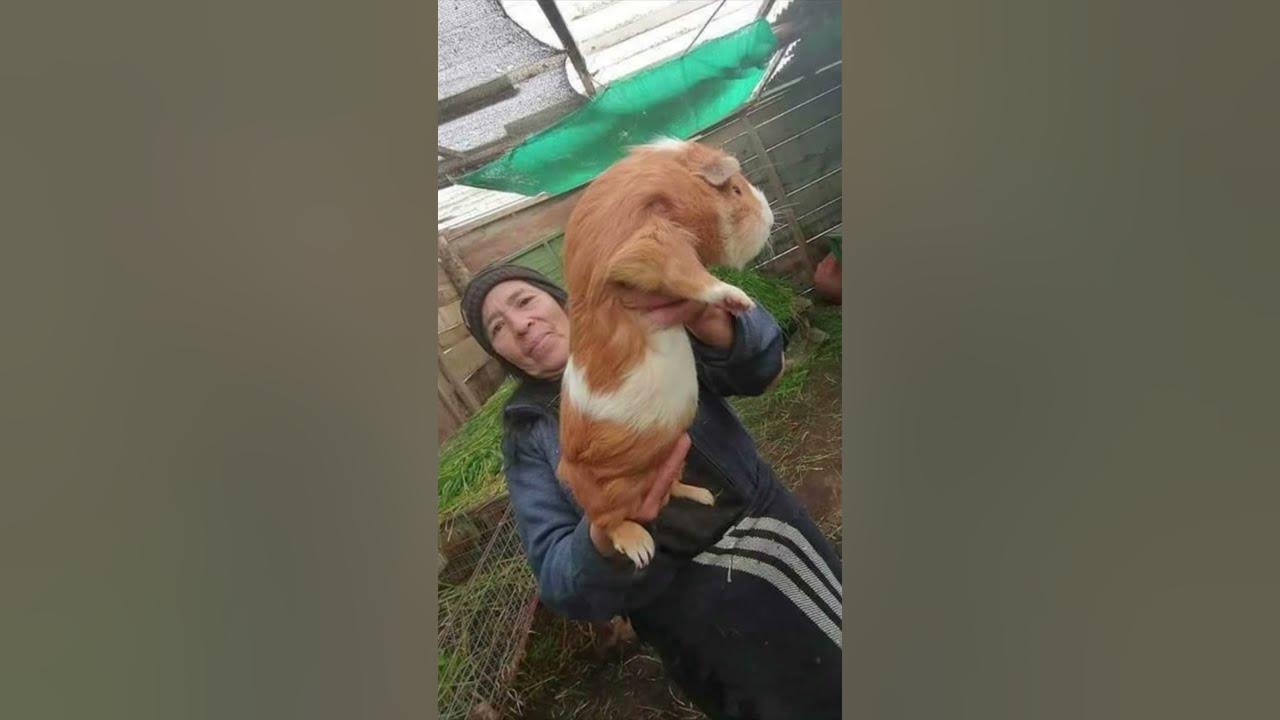 Biggest Guinea pig in the world