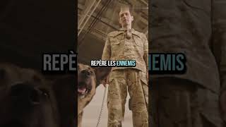 Le premier chien parachutiste de l'histoire #chien #histoire #guerre #soldat