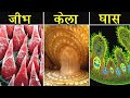 MICROSCOPE में आम चीज़ें कैसी दिखाई देती है | How Ordinary Things Look in Microscope