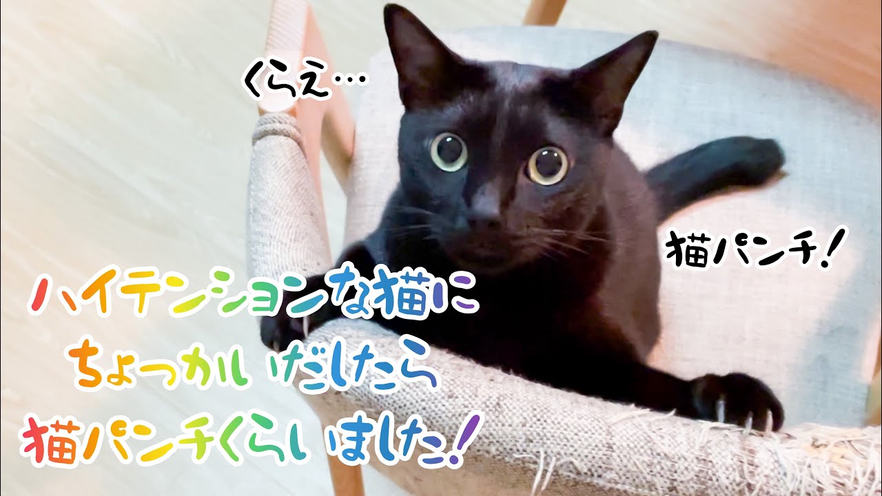 動画 ハイテンションな猫にちょっかい出したら猫パンチくらいました 黒猫チビのちびびな暮らし 動画 ハイテンションな猫にちょっかい出したら猫パンチくらいました 黒猫チビのちびびな暮らし