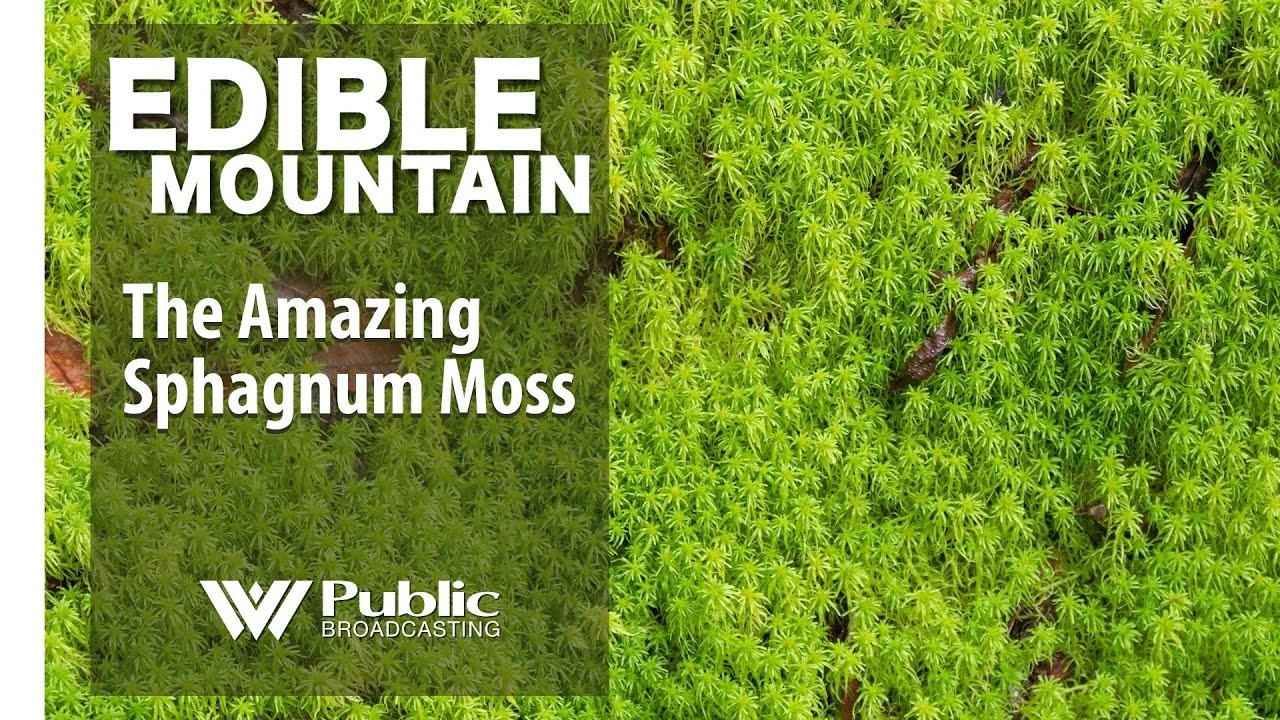 Sphagnum Moss