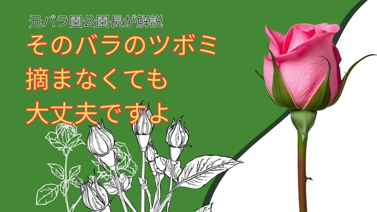 A former rose garden director explains: You don't need to pick