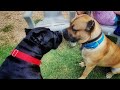 Our huge Cane Corso meets the ENTIRE Pack!😬