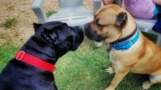 Our huge Cane Corso meets the ENTIRE Pack!