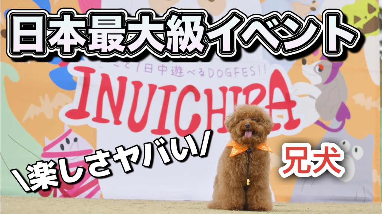 【犬市場2024秋】ワンコイン！日本一イベント行ってきた！