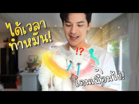 พาแมวเกาหลีไปทำหมัน... ลิซ่าเมายาสลบ!! + วิธีป้อนยาแมว | ติดเต๋า