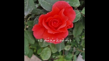 وَكَذَ ٰ⁠لِكَ أَوۡحَیۡنَاۤ إِلَیۡكَ رُوحࣰا || تلاوة مميزة لفضيلة الشيخ الوليد الشمسان #دار_المتقين🤍